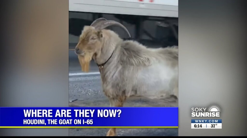 Feel Good Friday,i 65 Houdini Goat Update, 021723