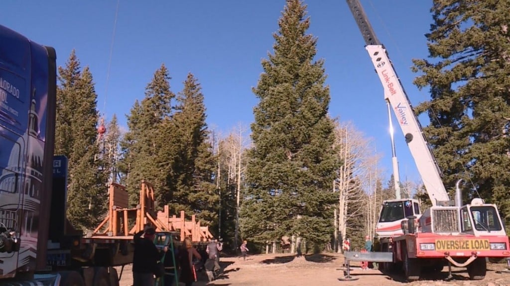 Capitol Christmas Tree Leaves For Washington