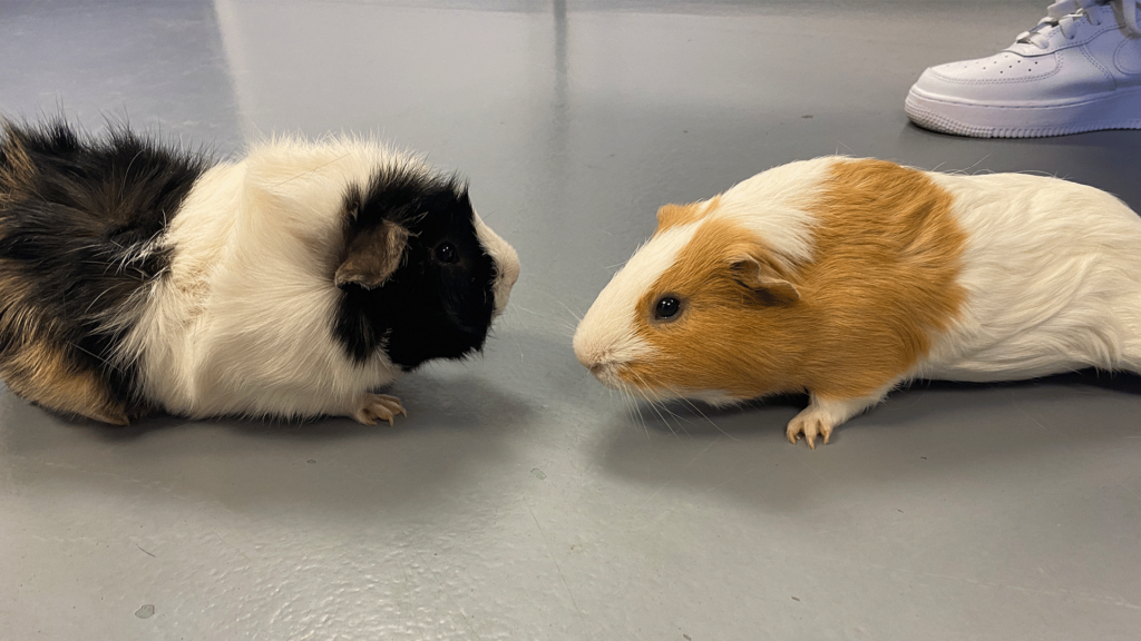 Pet Of The Day, Peter & Parker Selected Tracks